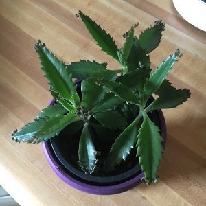 Mother Of Thousands Plant